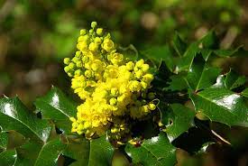 mahonia à feuilles de houx ( mahonia fau-houx)